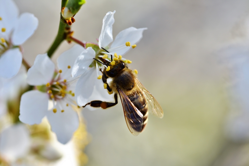 jardinerie-ST ZACHARIE-min_bee-4092986